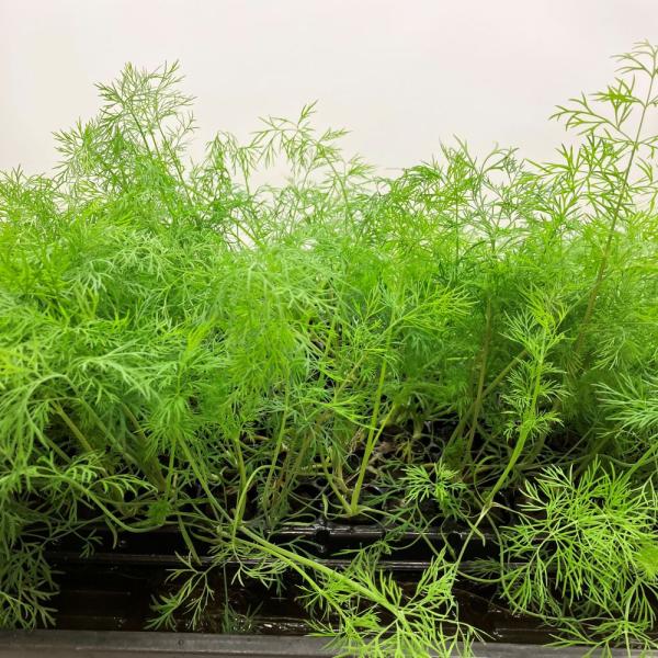 有機肥料で育てた水耕栽培専用の苗です。■メリット　(1)育苗の手間を削減　(2)失敗リスク、機会損失を軽減して成功率アップ■こんな方におすすめ　(1)導入初期　(2)違った品種も試してみたい　(3)バリエーションを増やしたい★人にも環境にも...