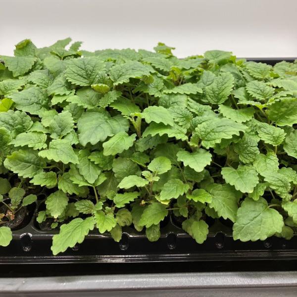 有機肥料で育てた水耕栽培専用の苗です。■メリット　(1)育苗の手間を削減　(2)失敗リスク、機会損失を軽減して成功率アップ■こんな方におすすめ　(1)導入初期　(2)違った品種も試してみたい　(3)バリエーションを増やしたい★人にも環境にも...