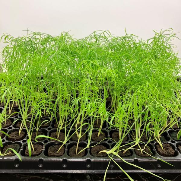 有機肥料で育てた水耕栽培専用の苗です。■メリット　(1)育苗の手間を削減　(2)失敗リスク、機会損失を軽減して成功率アップ■こんな方におすすめ　(1)導入初期　(2)違った品種も試してみたい　(3)バリエーションを増やしたい★人にも環境にも...