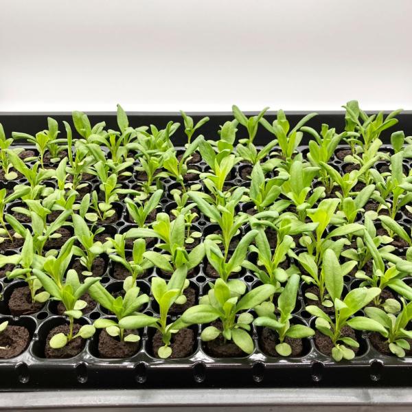 有機肥料で育てた水耕栽培専用の苗です。■メリット　(1)育苗の手間を削減　(2)失敗リスク、機会損失を軽減して成功率アップ■こんな方におすすめ　(1)導入初期　(2)違った品種も試してみたい　(3)バリエーションを増やしたい★人にも環境にも...