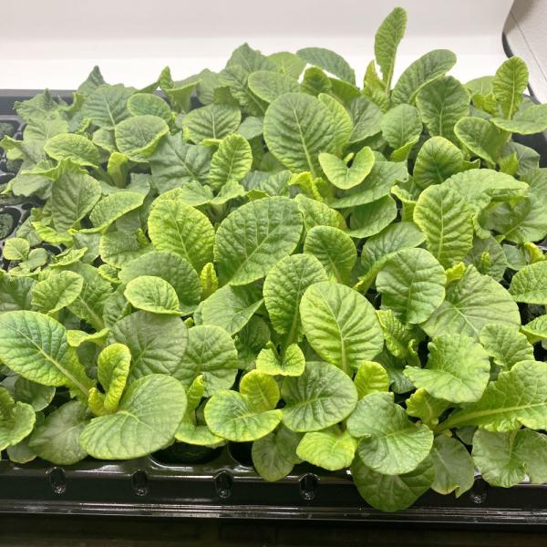 有機肥料で育てた水耕栽培専用の苗です。■メリット　(1)育苗の手間を削減　(2)失敗リスク、機会損失を軽減して成功率アップ■こんな方におすすめ　(1)導入初期　(2)違った品種も試してみたい　(3)バリエーションを増やしたい★人にも環境にも...