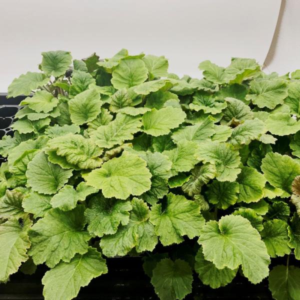 有機肥料で育てた水耕栽培専用の苗です。■メリット　(1)育苗の手間を削減　(2)失敗リスク、機会損失を軽減して成功率アップ■こんな方におすすめ　(1)導入初期　(2)違った品種も試してみたい　(3)バリエーションを増やしたい★人にも環境にも...