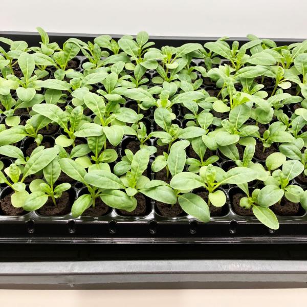 有機肥料で育てた水耕栽培専用の苗です。■メリット　(1)育苗の手間を削減　(2)失敗リスク、機会損失を軽減して成功率アップ■こんな方におすすめ　(1)導入初期　(2)違った品種も試してみたい　(3)バリエーションを増やしたい★人にも環境にも...