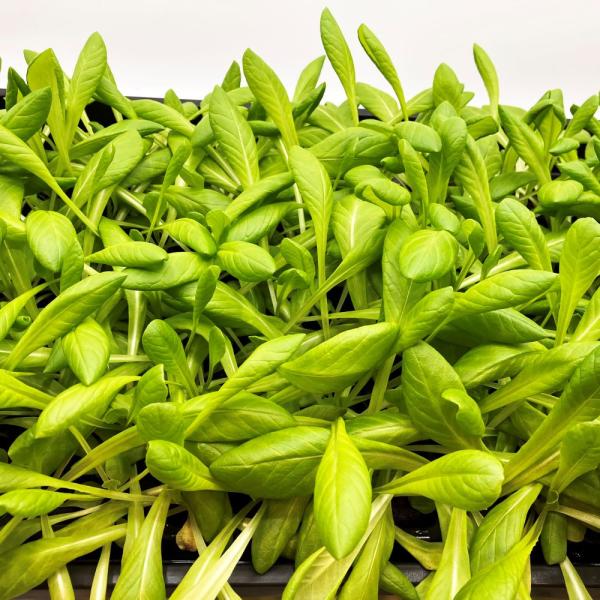 有機肥料で育てた水耕栽培専用の苗です。■メリット　(1)育苗の手間を削減　(2)失敗リスク、機会損失を軽減して成功率アップ■こんな方におすすめ　(1)導入初期　(2)違った品種も試してみたい　(3)バリエーションを増やしたい★人にも環境にも...