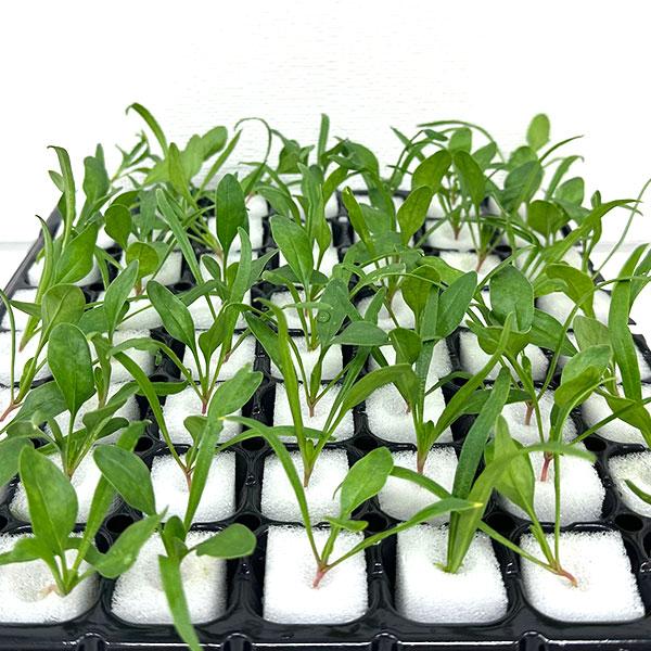 有機肥料で育てた水耕栽培専用の苗です。■メリット　(1)育苗の手間を削減　(2)失敗リスク、機会損失を軽減して成功率アップ■こんな方におすすめ　(1)導入初期　(2)違った品種も試してみたい　(3)バリエーションを増やしたい★人にも環境にも...