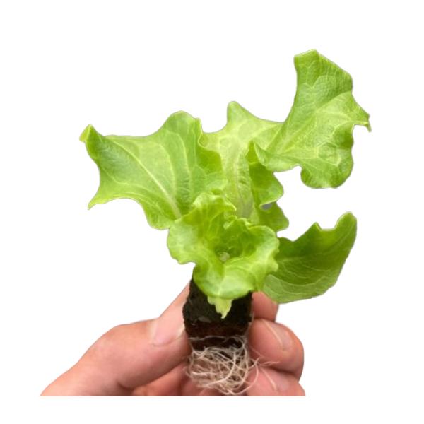 有機肥料で育てた水耕栽培専用の苗です。■メリット　(1)育苗の手間を削減　(2)失敗リスク、機会損失を軽減して成功率アップ■こんな方におすすめ　(1)導入初期　(2)違った品種も試してみたい　(3)バリエーションを増やしたい★人にも環境にも...