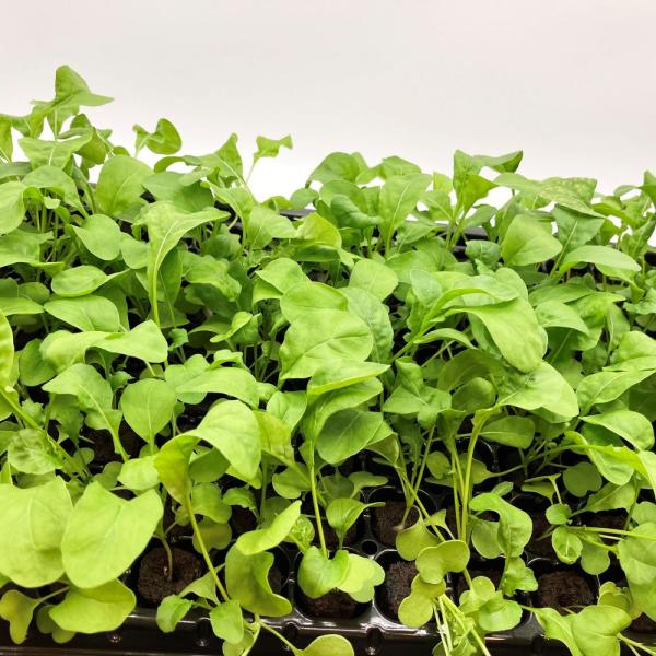 有機肥料で育てた水耕栽培専用の苗です。■メリット　(1)育苗の手間を削減　(2)失敗リスク、機会損失を軽減して成功率アップ■こんな方におすすめ　(1)導入初期　(2)違った品種も試してみたい　(3)バリエーションを増やしたい★人にも環境にも...