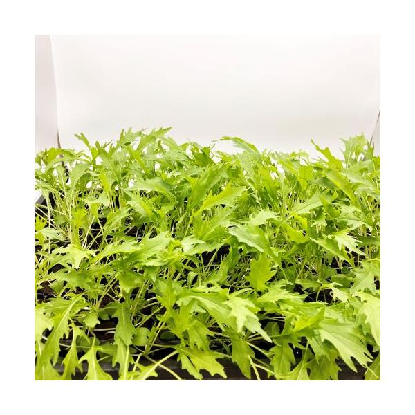 有機肥料で育てた水耕栽培専用の苗です。■メリット　(1)育苗の手間を削減　(2)失敗リスク、機会損失を軽減して成功率アップ■こんな方におすすめ　(1)導入初期　(2)違った品種も試してみたい　(3)バリエーションを増やしたい★人にも環境にも...