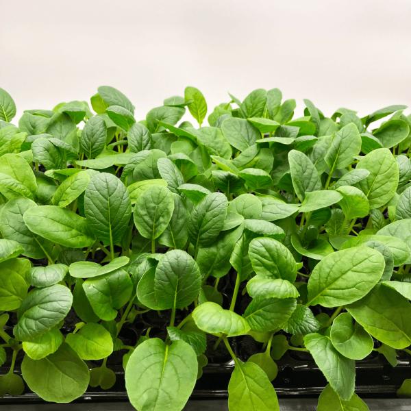 有機肥料で育てた水耕栽培専用の苗です。■メリット　(1)育苗の手間を削減　(2)失敗リスク、機会損失を軽減して成功率アップ■こんな方におすすめ　(1)導入初期　(2)違った品種も試してみたい　(3)バリエーションを増やしたい★人にも環境にも...