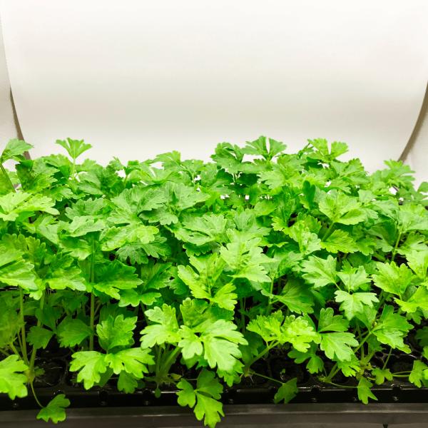 有機肥料で育てた水耕栽培専用の苗です。■メリット　(1)育苗の手間を削減　(2)失敗リスク、機会損失を軽減して成功率アップ■こんな方におすすめ　(1)導入初期　(2)違った品種も試してみたい　(3)バリエーションを増やしたい★人にも環境にも...