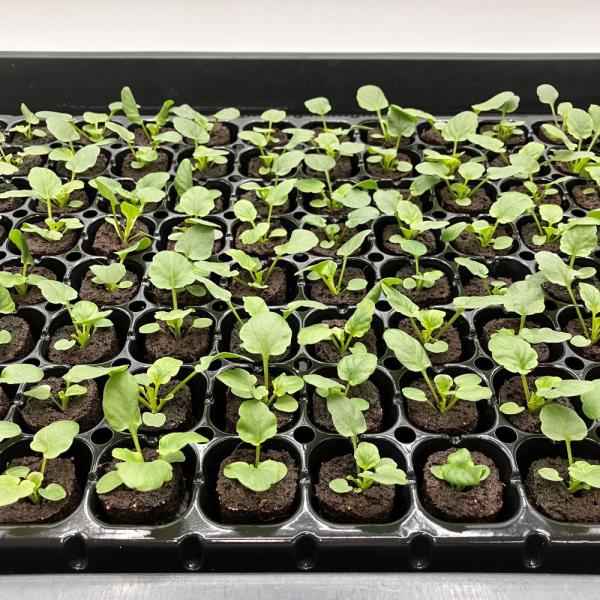 ビオラ 水耕栽培 苗 50株 【受注生産・栽培施設直送】｜小さな花がかわいい！冬から春まで楽しめる花苗