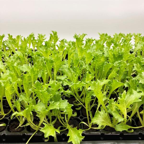 有機肥料で育てた水耕栽培専用の苗です。■メリット　(1)育苗の手間を削減　(2)失敗リスク、機会損失を軽減して成功率アップ■こんな方におすすめ　(1)導入初期　(2)違った品種も試してみたい　(3)バリエーションを増やしたい★人にも環境にも...