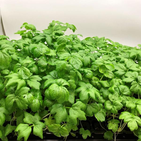 有機肥料で育てた水耕栽培専用の苗です。■メリット　(1)育苗の手間を削減　(2)失敗リスク、機会損失を軽減して成功率アップ■こんな方におすすめ　(1)導入初期　(2)違った品種も試してみたい　(3)バリエーションを増やしたい★人にも環境にも...