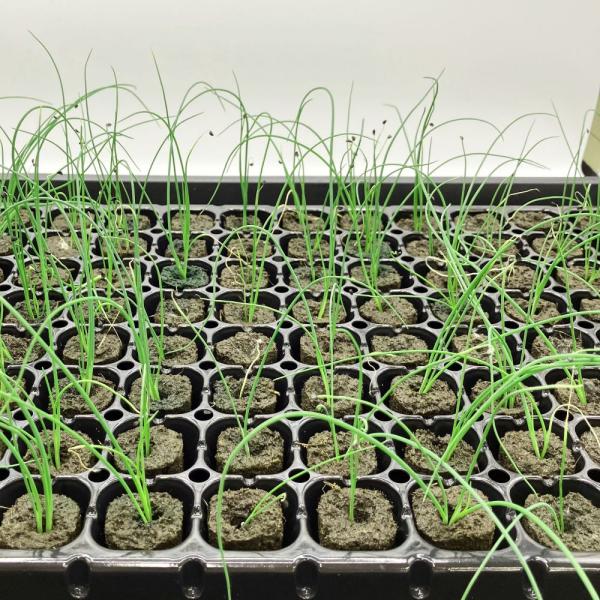 有機肥料で育てた水耕栽培専用の苗です。■メリット　(1)育苗の手間を削減　(2)失敗リスク、機会損失を軽減して成功率アップ■こんな方におすすめ　(1)導入初期　(2)違った品種も試してみたい　(3)バリエーションを増やしたい★人にも環境にも...