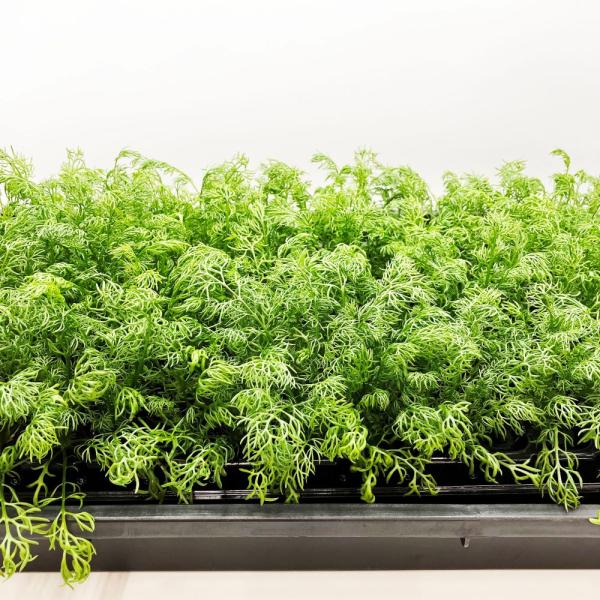 有機肥料で育てた水耕栽培専用の苗です。■メリット　(1)育苗の手間を削減　(2)失敗リスク、機会損失を軽減して成功率アップ■こんな方におすすめ　(1)導入初期　(2)違った品種も試してみたい　(3)バリエーションを増やしたい★人にも環境にも...