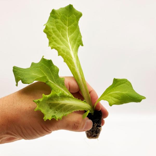 有機肥料で育てた水耕栽培専用の苗です。■メリット　(1)育苗の手間を削減　(2)失敗リスク、機会損失を軽減して成功率アップ■こんな方におすすめ　(1)導入初期　(2)違った品種も試してみたい　(3)バリエーションを増やしたい★人にも環境にも...