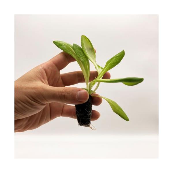 有機肥料で育てた水耕栽培専用の苗です。■メリット　(1)育苗の手間を削減　(2)失敗リスク、機会損失を軽減して成功率アップ■こんな方におすすめ　(1)導入初期　(2)違った品種も試してみたい　(3)バリエーションを増やしたい★人にも環境にも...