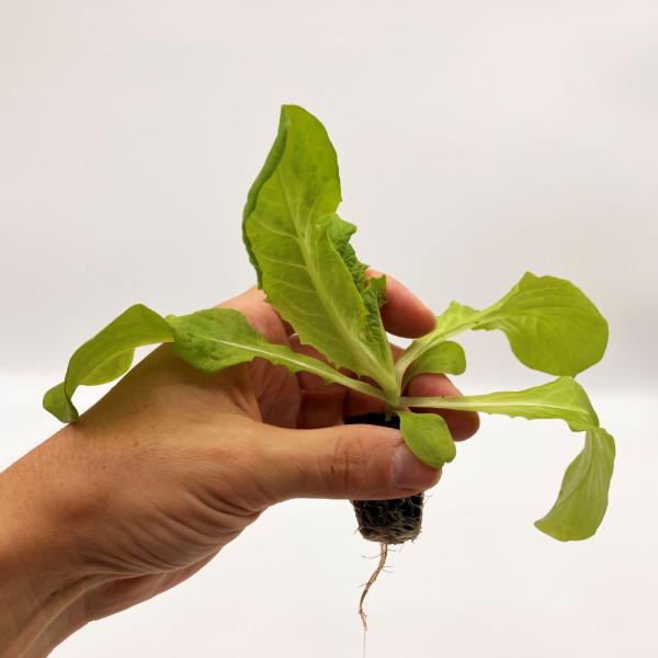 有機肥料で育てた水耕栽培専用の苗です。■メリット　(1)育苗の手間を削減　(2)失敗リスク、機会損失を軽減して成功率アップ■こんな方におすすめ　(1)導入初期　(2)違った品種も試してみたい　(3)バリエーションを増やしたい★人にも環境にも...