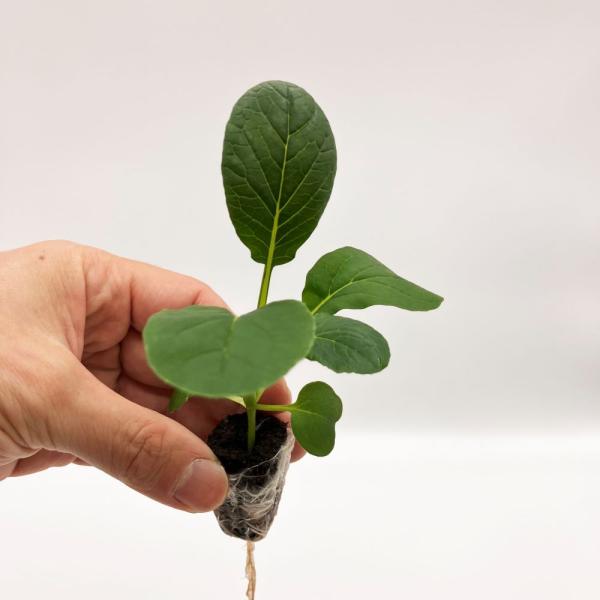 有機肥料で育てた水耕栽培専用の苗です。■メリット　(1)育苗の手間を削減　(2)失敗リスク、機会損失を軽減して成功率アップ■こんな方におすすめ　(1)導入初期　(2)違った品種も試してみたい　(3)バリエーションを増やしたい★人にも環境にも...