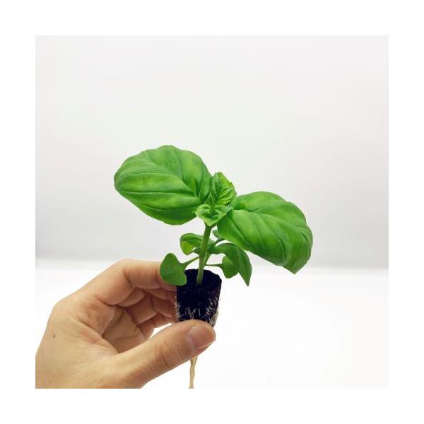 有機肥料で育てた水耕栽培専用の苗です。■メリット　(1)育苗の手間を削減　(2)失敗リスク、機会損失を軽減して成功率アップ■こんな方におすすめ　(1)導入初期　(2)違った品種も試してみたい　(3)バリエーションを増やしたい★人にも環境にも...