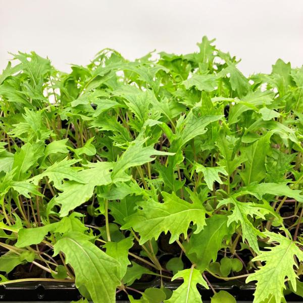 有機肥料で育てた水耕栽培専用の苗です。■メリット　(1)育苗の手間を削減　(2)失敗リスク、機会損失を軽減して成功率アップ■こんな方におすすめ　(1)導入初期　(2)違った品種も試してみたい　(3)バリエーションを増やしたい★人にも環境にも...