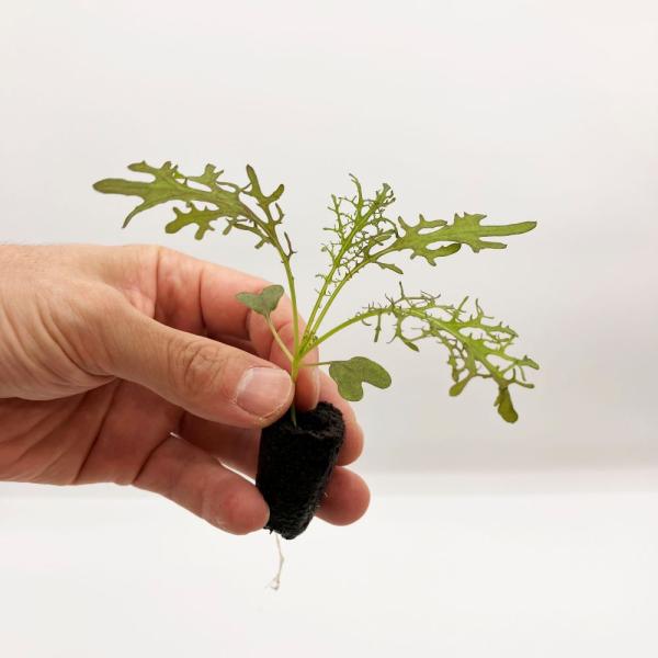 有機肥料で育てた水耕栽培専用の苗です。■メリット　(1)育苗の手間を削減　(2)失敗リスク、機会損失を軽減して成功率アップ■こんな方におすすめ　(1)導入初期　(2)違った品種も試してみたい　(3)バリエーションを増やしたい★人にも環境にも...