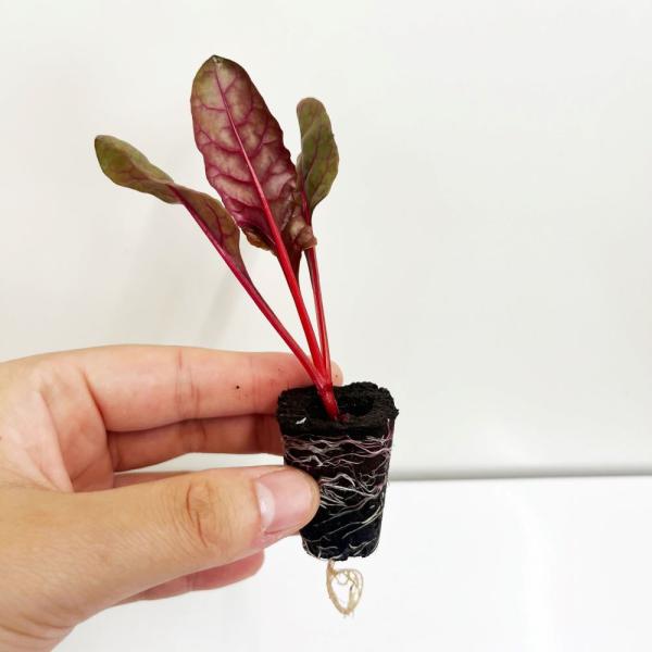 有機肥料で育てた水耕栽培専用の苗です。■メリット　(1)育苗の手間を削減　(2)失敗リスク、機会損失を軽減して成功率アップ■こんな方におすすめ　(1)導入初期　(2)違った品種も試してみたい　(3)バリエーションを増やしたい★人にも環境にも...