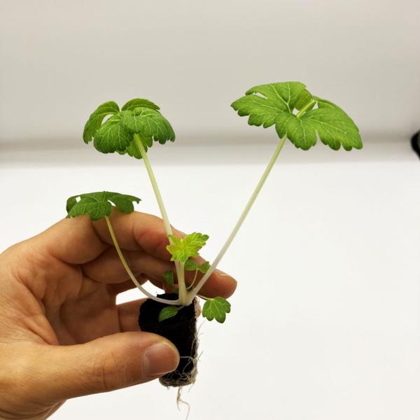 有機肥料で育てた水耕栽培専用の苗です。■メリット　(1)育苗の手間を削減　(2)失敗リスク、機会損失を軽減して成功率アップ■こんな方におすすめ　(1)導入初期　(2)違った品種も試してみたい　(3)バリエーションを増やしたい★人にも環境にも...