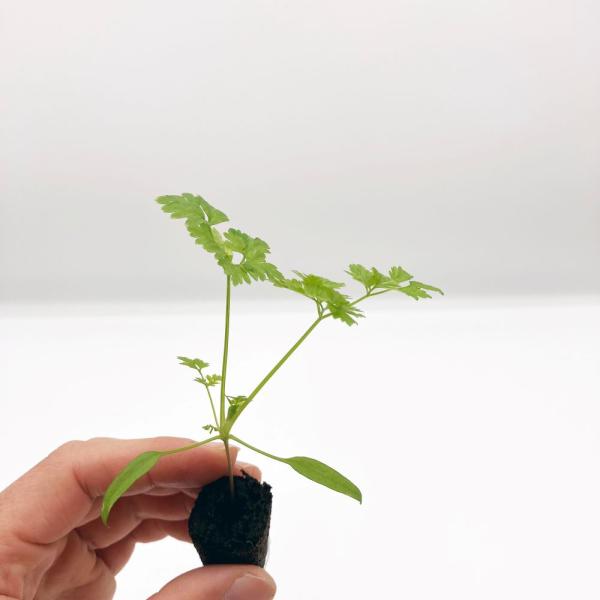 有機肥料で育てた水耕栽培専用の苗です。■メリット　(1)育苗の手間を削減　(2)失敗リスク、機会損失を軽減して成功率アップ■こんな方におすすめ　(1)導入初期　(2)違った品種も試してみたい　(3)バリエーションを増やしたい★人にも環境にも...