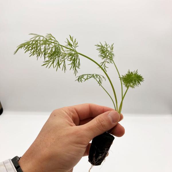 有機肥料で育てた水耕栽培専用の苗です。■メリット　(1)育苗の手間を削減　(2)失敗リスク、機会損失を軽減して成功率アップ■こんな方におすすめ　(1)導入初期　(2)違った品種も試してみたい　(3)バリエーションを増やしたい★人にも環境にも...