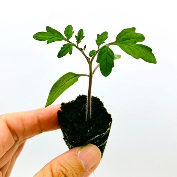 有機肥料で育てた水耕栽培専用の苗です。 水耕栽培 ミニトマト苗 TY千果（ちか） 1株｜病気に強く実付き抜群の人気品種甘み・収量・丈夫さの三拍子！家庭菜園でもプロ級のミニトマトを。「TY千果（ちか）」とは？  TYウイルス（黄化葉巻病）に強...