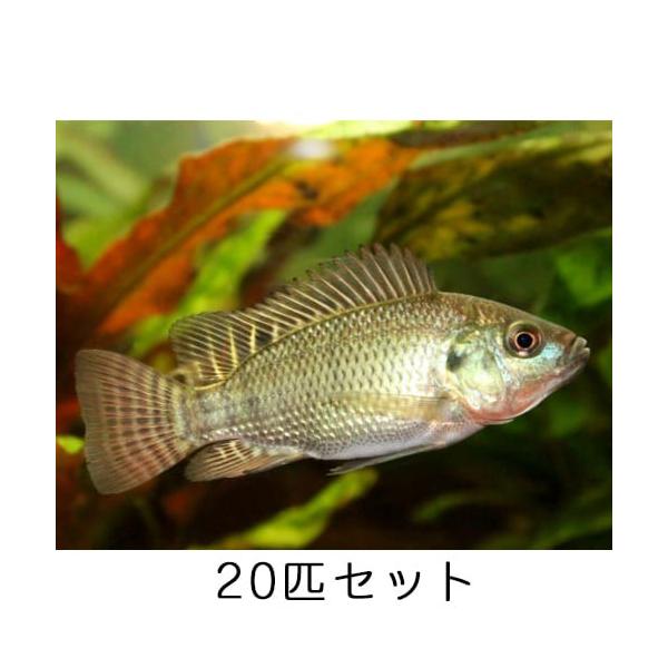 淡水魚 ティラピア 稚魚 20匹 セット