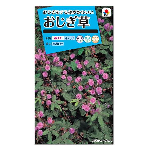 タキイ おじぎ草 種  一年草 花壇 プランター たね オジギソウ 初心者向け かわいい おじぎそう ガーデニング ネムリグサ