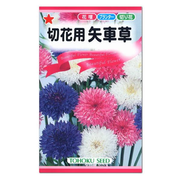 トーホク 切花用矢車草 種 一年草 花壇 プランター 切花 たね 種子 ガーデニング メール便対応 Z57 10 菜園ライフ 通販 Yahoo ショッピング