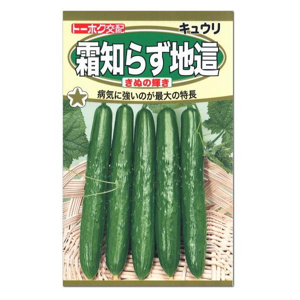 トーホク 霜知らず地這 きぬの輝き きゅうり 種 枝成型 家庭菜園 野菜 