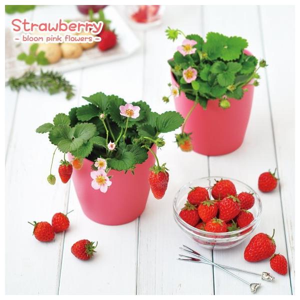 赤い果実に可憐なお花、甘酸っぱい香り★誰もが大好きな「イチゴ」。可愛らしいピンクの花を楽しみながら、お部屋で育ててみませんか？可憐な花を咲かせる四季なりイチゴです。可愛らしい花が次々に咲き、観賞用として楽しめる期間が長いのが特長です。 果実...