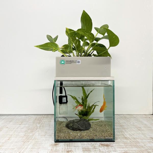 送料無料 せせらぎ室内ビオトープ 型 8ｌ 基本水槽セット 金魚や熱帯魚の水槽にピッタリ 観葉植物が水をキレイにします Buyee Buyee 提供一站式最全面最專業現地yahoo Japan拍賣代bid代拍代購服務 Bot Online
