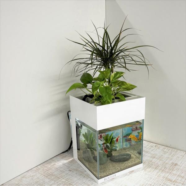 着後レビューで 送料無料 おしゃれ 金魚 基本水槽と照明 スチールカバーセット 30cm型 27l ビオアクア 送料無料 水替え不要水槽 水槽セット 西条庭園 インテリア ビオトープ せせらぎ 熱帯魚 観葉植物 ろ過 濾過 熱帯魚 アクアリウム Sba 30s