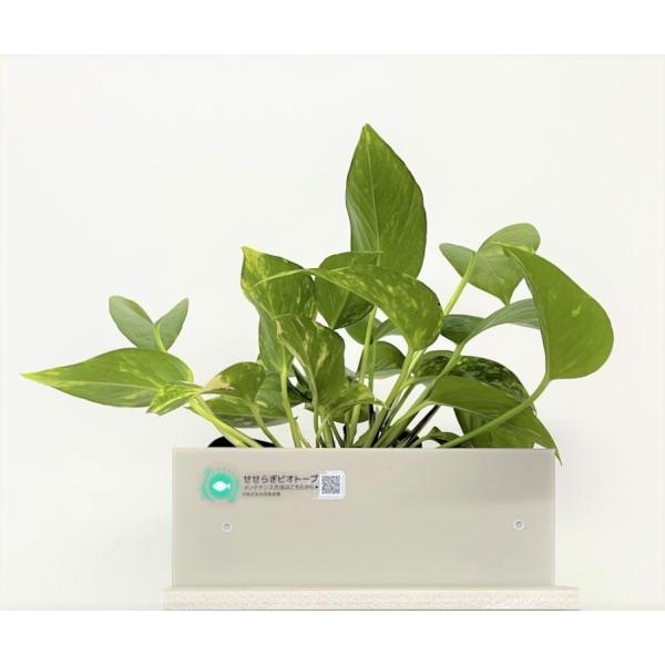 送料無料 水替え不要水槽 型ろ過装置 ポトス 循環ポンプ配管セット 金魚や熱帯魚の水槽にピッタリ 観葉植物が水をキレイにします Ssb d 西条庭園 通販 Yahoo ショッピング