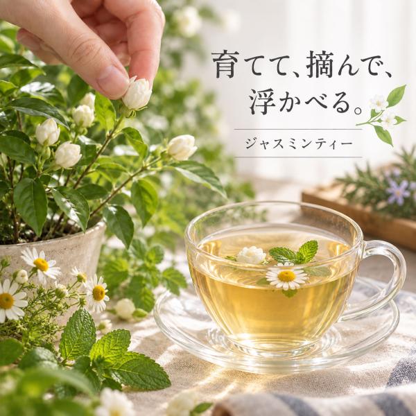 摘みたてハーブを浮かべるジャスミンティー ジャスミン茶 ティーバッグ 25包 ハーブ苗 セット