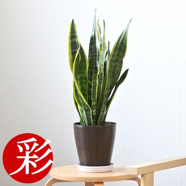 saisyokukenbi_cb040002