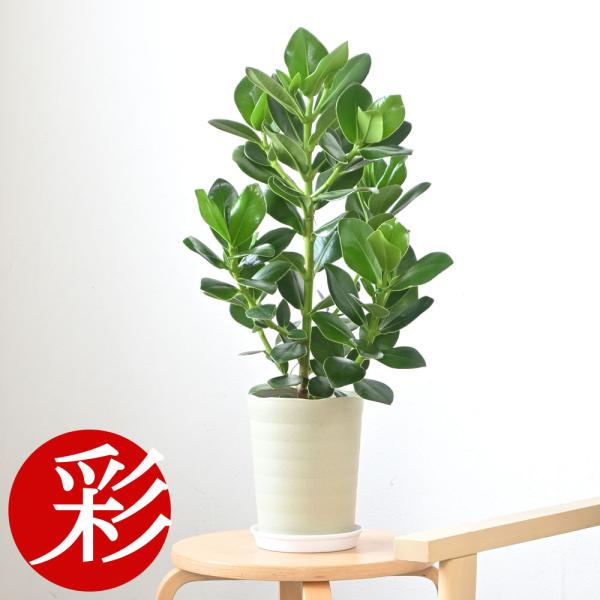 saisyokukenbi_cb040004