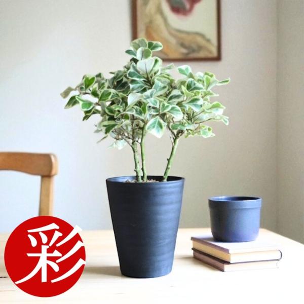 おしゃれインテリアに！斑入りフィカス・ティネケ２【存在感のある一鉢】 フィカス・ティネケ 現品 観葉植物 インテリア 陶器鉢セット 御祝い