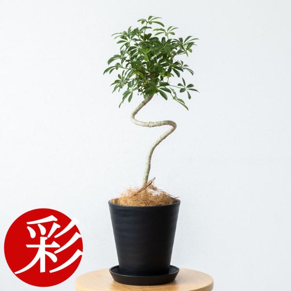 【値下げ早いもの勝ち！】オシャレな観葉植物をお探しの方へ⋰シェフレラ・コンパクタ⋰曲がり樹形 シェフレラ コンパクタ 小型種 小葉種 6号 全高65cm 観葉植物 260324