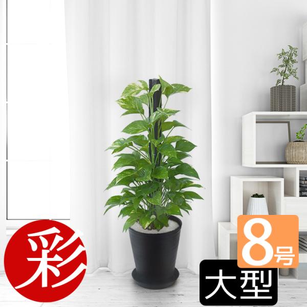 観葉植物 ポトス ヘゴ仕立て セラアート鉢 8号鉢 大型 室内用 インテリア おしゃれ オウゴンカズラ 開店祝い お祝い 新築祝い ブラック ホワイト Buyee Buyee บร การต วกลางจากญ ป น ซ อจากประเทศญ ป น