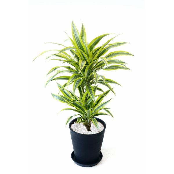 saisyokukenbi_cr060006