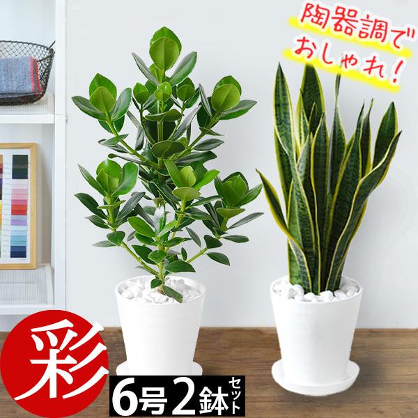 本日限定価格　モンステラなど6種類まとめて 観葉植物 本物 6号+6号鉢 2鉢セット 種類 選べる セラアート鉢