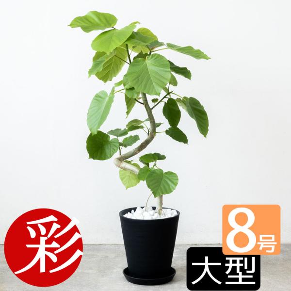 観葉植物 本物 フィカス・ウンベラータ セラアート鉢 8号鉢 曲がり樹形