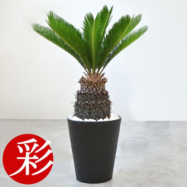 saisyokukenbi_cr100013