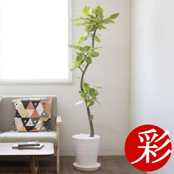 フィカス アルテシーマ 白鉢セラアート鉢　観葉植物　現物 フィカス アルテシーマ ループ仕立て アルテシマ 観葉植物